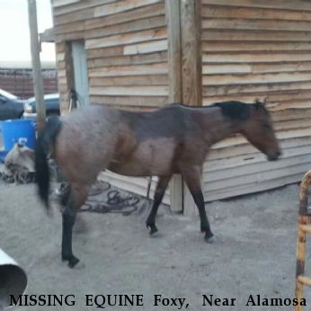 MISSING EQUINE Foxy,  Near Alamosa , CO, 81101